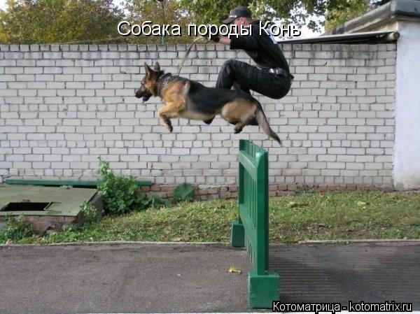Собака породы Конь... Котоматрица: Собака породы Конь
