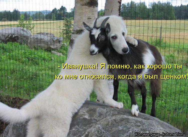 - Иванушка! Я помню, как хорошо ты ко мне относился, когда я был щенком!... Котоматрица: - Иванушка! Я помню, как хорошо ты ко мне относился, когда я был щенком!