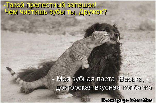 -Такой прелестный запашок!... Чем чистишь зубы ты, Дружок? - Моя зубная паста, Васька, - докторс... Котоматрица: -Такой прелестный запашок!... Чем чистишь зубы ты, Дружок? - Моя зубная паста, Васька, - докторская вкусная колбаска