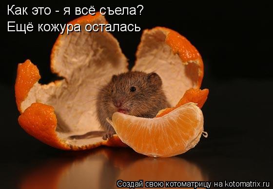 Как это - я всё съела? Ещё кожура осталась... Котоматрица: Как это - я всё съела? Ещё кожура осталась