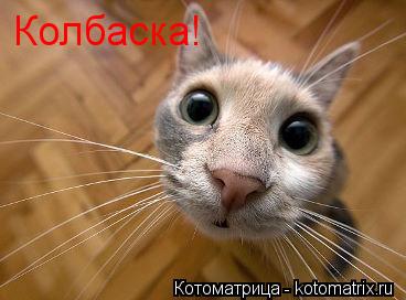 Колбаска!... Котоматрица: Колбаска!