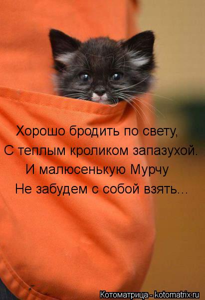 Хорошо бродить по свету, С теплым кроликом запазухой. И малюсенькую Мурчу Не забудем с собой взять...... Котоматрица: Хорошо бродить по свету, С теплым кроликом запазухой. И малюсенькую Мурчу Не забудем с собой взять...