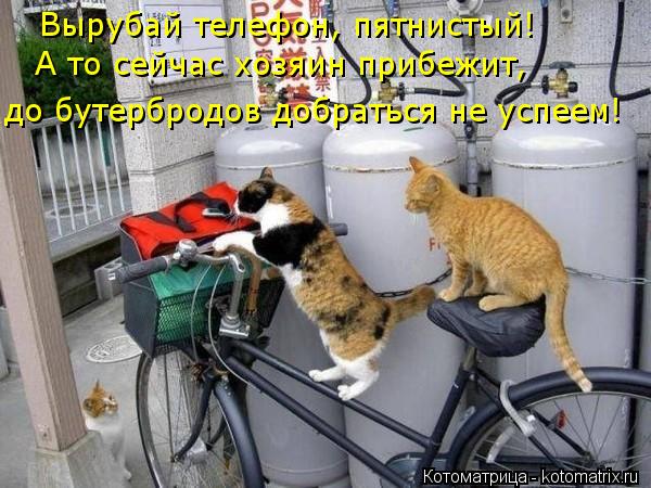 Вырубай телефон, пятнистый! А то сейчас хозяин прибежит, до бутербродов добраться не успеем!... Котоматрица: Вырубай телефон, пятнистый! А то сейчас хозяин прибежит, до бутербродов добраться не успеем!
