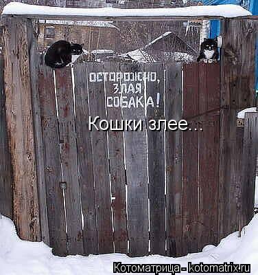 Кошки злее...... Котоматрица: Кошки злее...