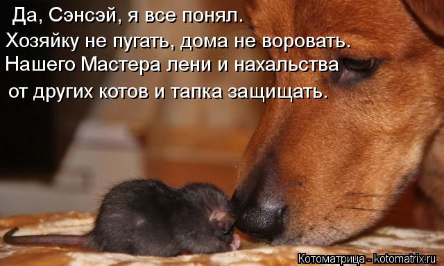 Да, Сэнсэй, я все понял. Хозяйку не пугать, дома не воровать. Нашего Мастера лени и нахальства от др... Котоматрица: Да, Сэнсэй, я все понял. Хозяйку не пугать, дома не воровать. Нашего Мастера лени и нахальства от других котов и тапка защищать.