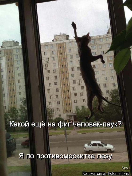 Какой ещё на фиг человек-паук? Я по противомоскитке лезу. Асм.... Котоматрица: Какой ещё на фиг человек-паук? Я по противомоскитке лезу. Асм.