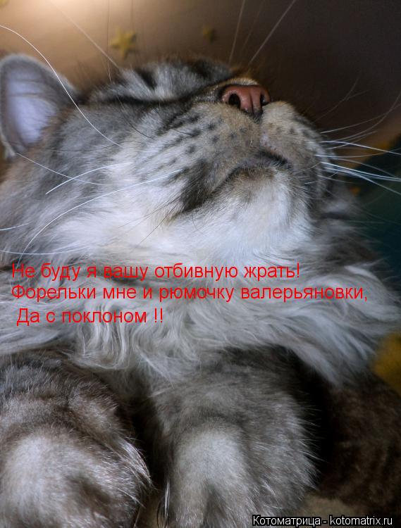 Не буду я вашу отбивную жрать! Форельки мне и рюмочку валерьяновки, Да с поклоном !!... Котоматрица: Не буду я вашу отбивную жрать! Форельки мне и рюмочку валерьяновки, Да с поклоном !!