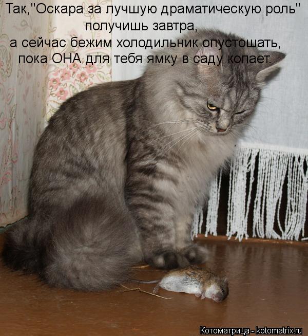 получишь завтра, Так,"Оскара за лучшую драматическую роль" а сейчас бежим холодильник опустошать, пок... Котоматрица: получишь завтра, Так,"Оскара за лучшую драматическую роль" а сейчас бежим холодильник опустошать, пока ОНА для тебя ямку в саду копает.