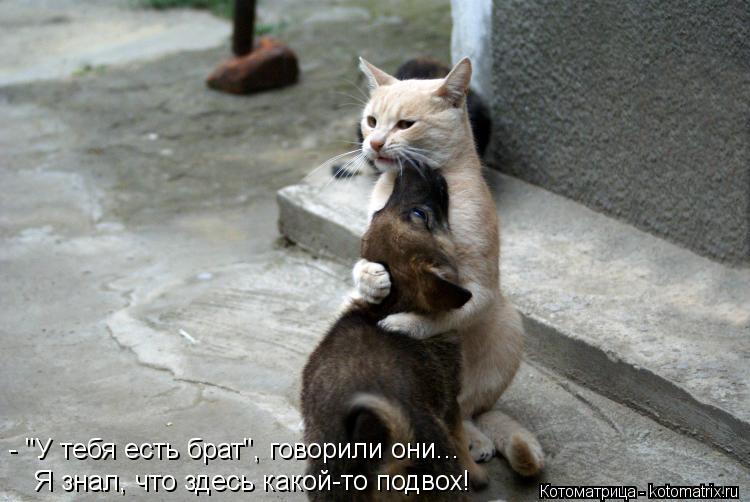 - "У тебя есть брат", говорили они... Я знал, что здесь какой-то подвох!... Котоматрица: - "У тебя есть брат", говорили они... Я знал, что здесь какой-то подвох!