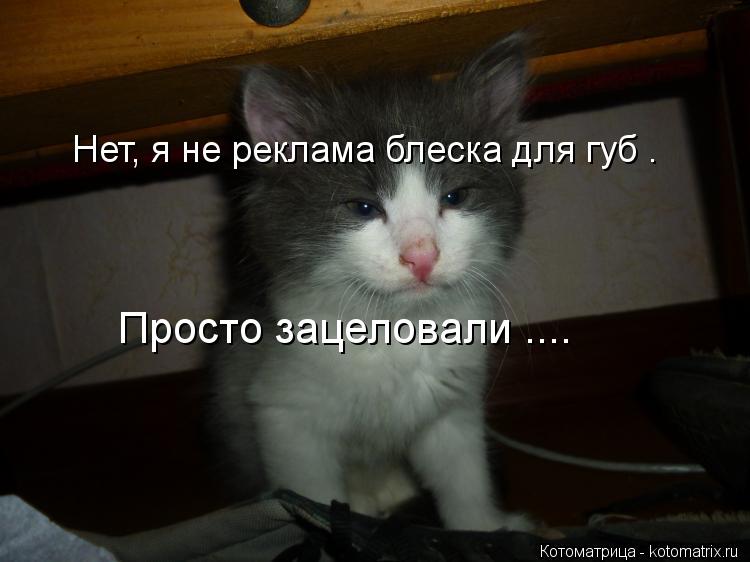 Нет, я не реклама блеска для губ . Просто зацеловали ....... Котоматрица: Нет, я не реклама блеска для губ . Просто зацеловали ....