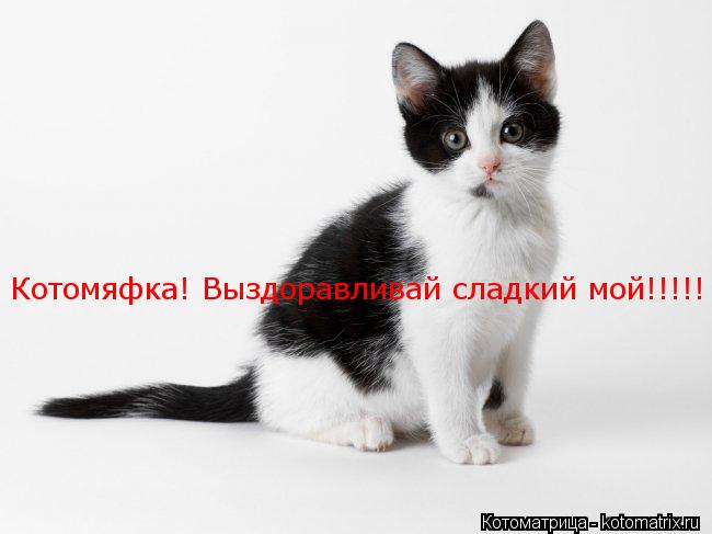 Котомяфка! Выздоравливай сладкий мой!!!!!... Котоматрица: Котомяфка! Выздоравливай сладкий мой!!!!!