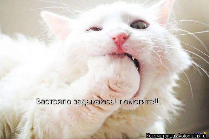 Застряло задыхаюсь! помогите!!!... Котоматрица: Застряло задыхаюсь! помогите!!!