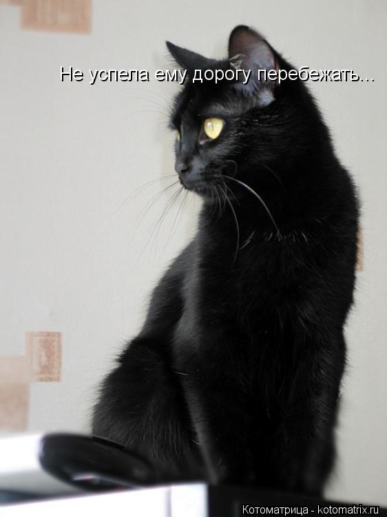 Не успела ему дорогу перебежать...... Котоматрица: Не успела ему дорогу перебежать...