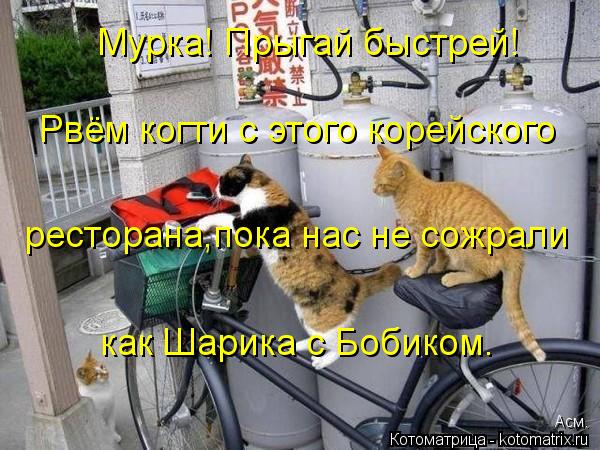 Мурка! Прыгай быстрей! Рвём когти с этого корейского ресторана,пока нас не сожрали как Шарика с Боби... Котоматрица: Мурка! Прыгай быстрей! Рвём когти с этого корейского ресторана,пока нас не сожрали как Шарика с Бобиком. Асм.