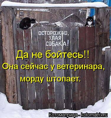 Да не бойтесь!! Она сейчас у ветеринара, морду штопает.... Котоматрица: Да не бойтесь!! Она сейчас у ветеринара, морду штопает.