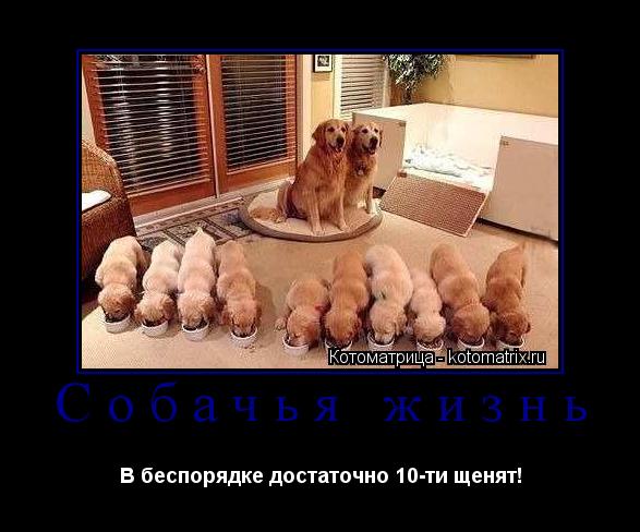 Собачья жизнь В беспорядке достаточно 10-ти щенят!... Котоматрица: Собачья жизнь В беспорядке достаточно 10-ти щенят!