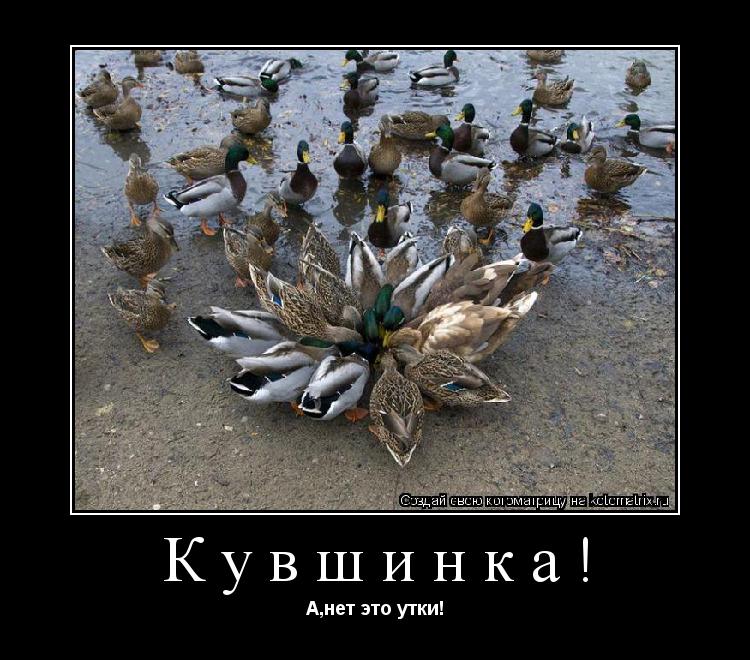 Кувшинка! А,нет это утки!... Котоматрица: Кувшинка! А,нет это утки!