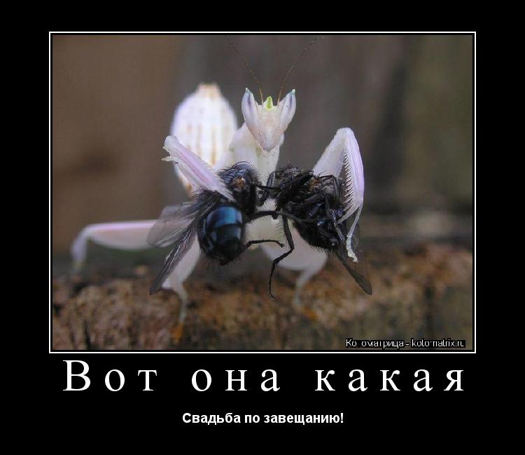 Вот она какая Свадьба по завещанию!... Котоматрица: Вот она какая Свадьба по завещанию!