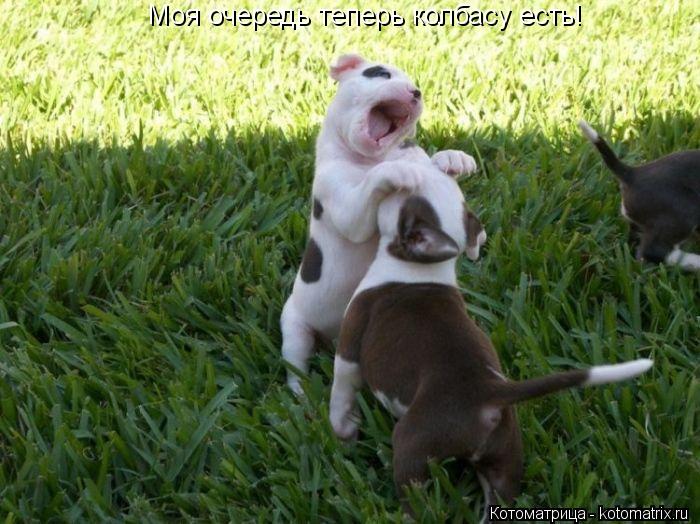 Моя очередь теперь колбасу есть!... Котоматрица: Моя очередь теперь колбасу есть!
