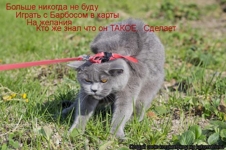 Больше никогда не буду Играть с Барбосом в карты На желания Кто же знал что он ТАКОЕ...Сделает... Котоматрица: Больше никогда не буду Играть с Барбосом в карты На желания Кто же знал что он ТАКОЕ...Сделает