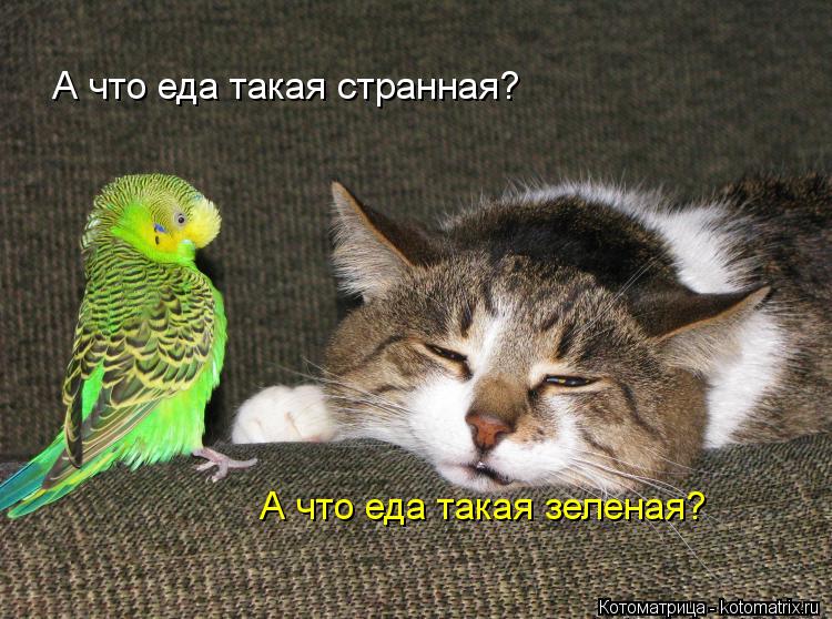 А что еда такая странная? А что еда такая зеленая?... Котоматрица: А что еда такая странная? А что еда такая зеленая?