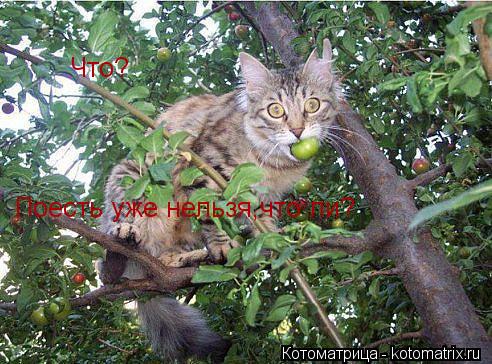Что? Поесть уже нельзя,что ли?... Котоматрица: Что? Поесть уже нельзя,что ли?