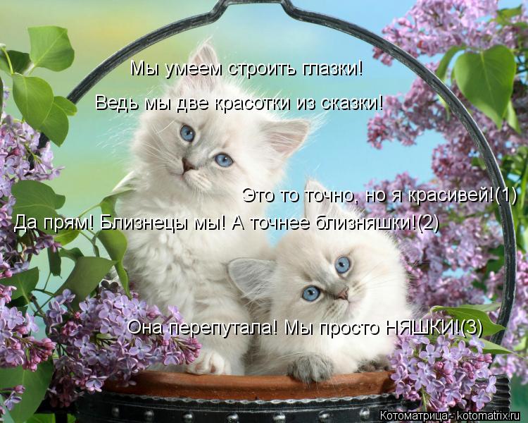 Ведь мы две красотки из сказки! Мы умеем строить глазки! Это то точно, но я красивей!(1) Да прям! Бли... Котоматрица: Ведь мы две красотки из сказки! Мы умеем строить глазки! Это то точно, но я красивей!(1) Да прям! Близнецы мы! А точнее близняшки!(2) Она перепута