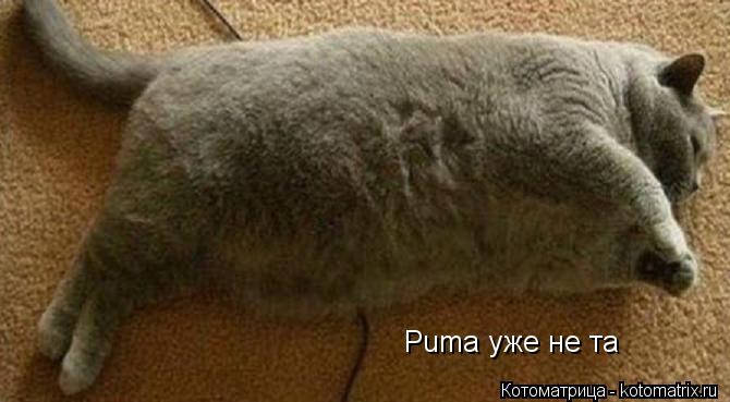 Puma уже не та... Котоматрица: Puma уже не та