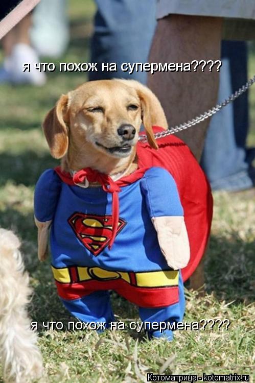 я что похож на супермена???? я что похож на супермена???? я что похож на супермена????... Котоматрица: я что похож на супермена???? я что похож на супермена???? я что похож на супермена????