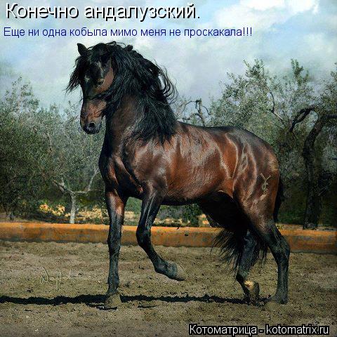 Конечно андалузский. Еще ни одна кобыла мимо меня не проскакала!!!... Котоматрица: Конечно андалузский. Еще ни одна кобыла мимо меня не проскакала!!!