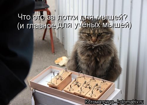 Что это за лотки для мышей? (и главное, для учёных мышей)... Котоматрица: Что это за лотки для мышей? (и главное, для учёных мышей)