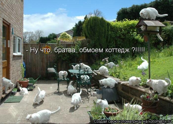 - Ну что, братва, обмоем коттедж ?!!!!!... Котоматрица: - Ну что, братва, обмоем коттедж ?!!!!!