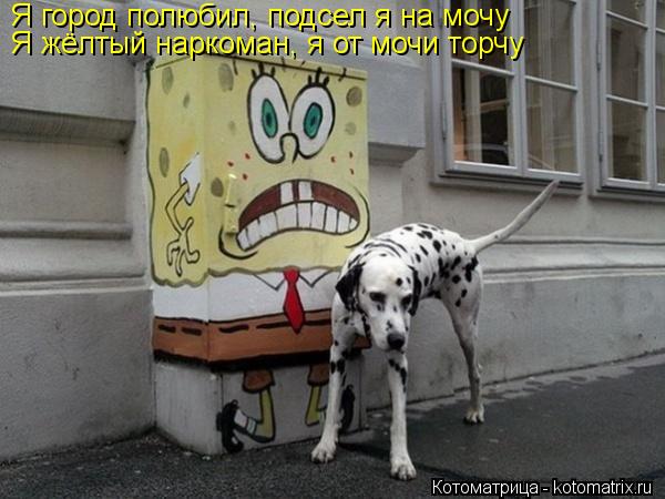 Я город полюбил, подсел я на мочу Я жёлтый наркоман, я от мочи торчу... Котоматрица: Я город полюбил, подсел я на мочу Я жёлтый наркоман, я от мочи торчу