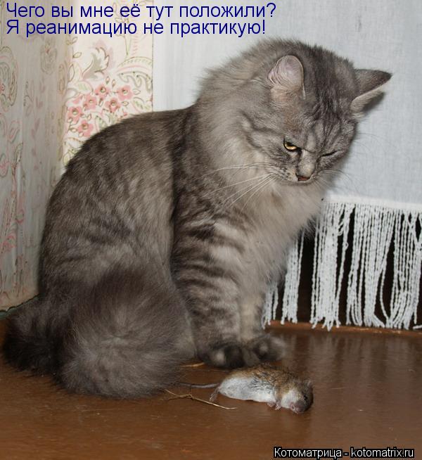 Чего вы мне её тут положили? Я реанимацию не практикую!... Котоматрица: Чего вы мне её тут положили? Я реанимацию не практикую!