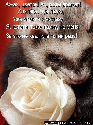 Ах-ах, цветок! Ах, розы аромат! Хозяйка, чувствую, Уже близка к экстазу... Я, кстати, тоже пахну, но ... Котоматрица: Ах-ах, цветок! Ах, розы аромат! Хозяйка, чувствую, Уже близка к экстазу... Я, кстати, тоже пахну, но меня За это не хвалила ты ни разу!