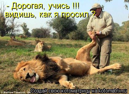 - Дорогая, учись !!! видишь, как я просил ?... Котоматрица: - Дорогая, учись !!! видишь, как я просил ?