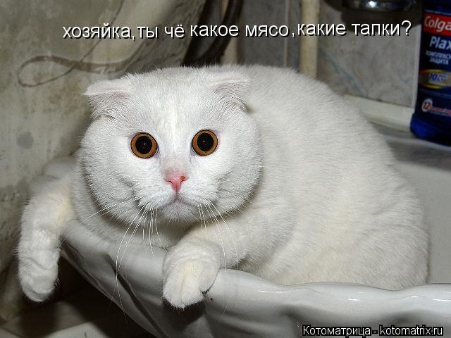 хозяйка,ты чё какое мясо ,какие тапки ?... Котоматрица: хозяйка,ты чё какое мясо ,какие тапки ?
