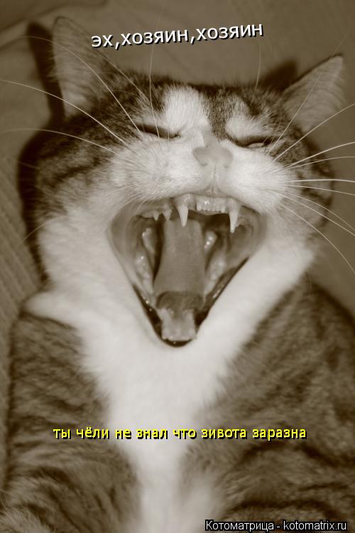 эх,хозяин,хозяин ты чёли не знал что зивота заразна ... Котоматрица: эх,хозяин,хозяин ты чёли не знал что зивота заразна ты чёли не знал что зивота заразна