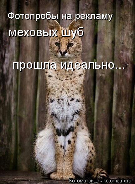 Фотопробы на рекламу меховых шуб прошла идеально...... Котоматрица: Фотопробы на рекламу меховых шуб прошла идеально...