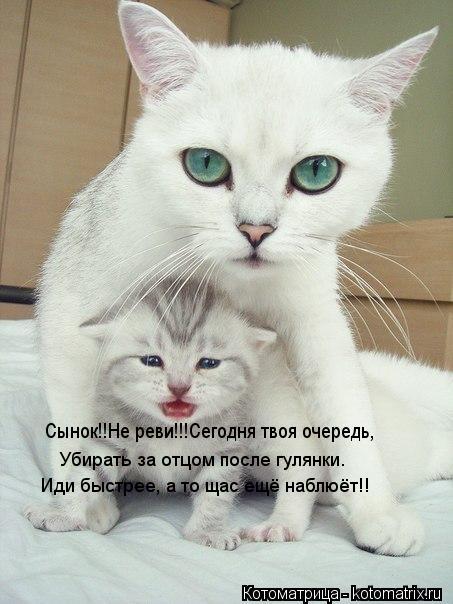 Сынок!!Не реви!!!Сегодня твоя очередь, Убирать за отцом после гулянки. Иди быстрее, а то щас ещё набл... Котоматрица: Сынок!!Не реви!!!Сегодня твоя очередь, Убирать за отцом после гулянки. Иди быстрее, а то щас ещё наблюёт!!