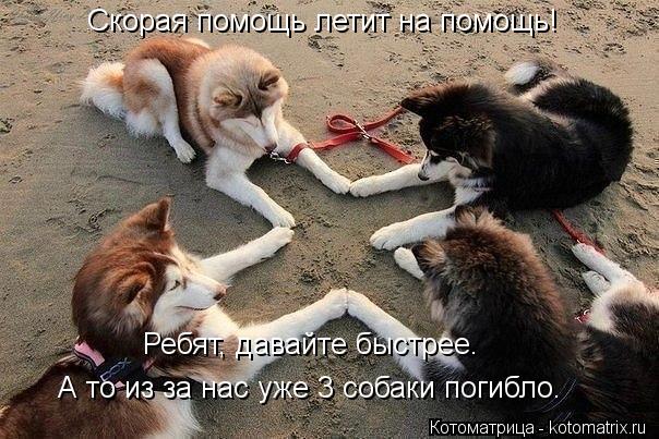 Скорая помощь летит на помощь! Ребят, давайте быстрее. А то из за нас уже 3 собаки погибло.... Котоматрица: Скорая помощь летит на помощь! Ребят, давайте быстрее. А то из за нас уже 3 собаки погибло.