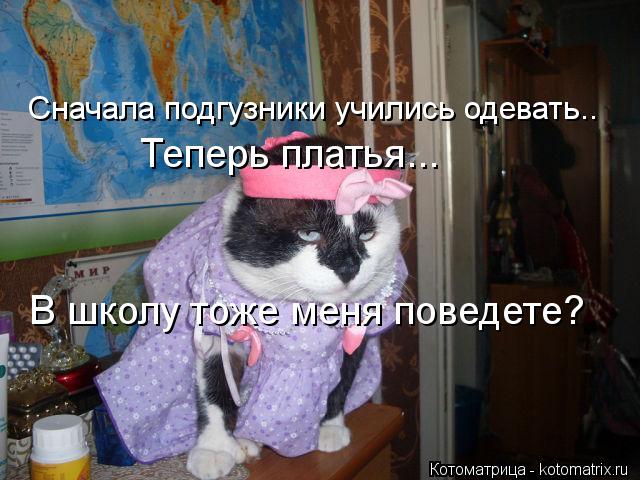 Сначала подгузники учились одевать.. Теперь платья... В школу тоже меня поведете?... Котоматрица: Сначала подгузники учились одевать.. Теперь платья... В школу тоже меня поведете?