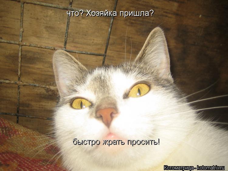 что? Хозяйка пришла? быстро жрать просить!... Котоматрица: что? Хозяйка пришла? быстро жрать просить!