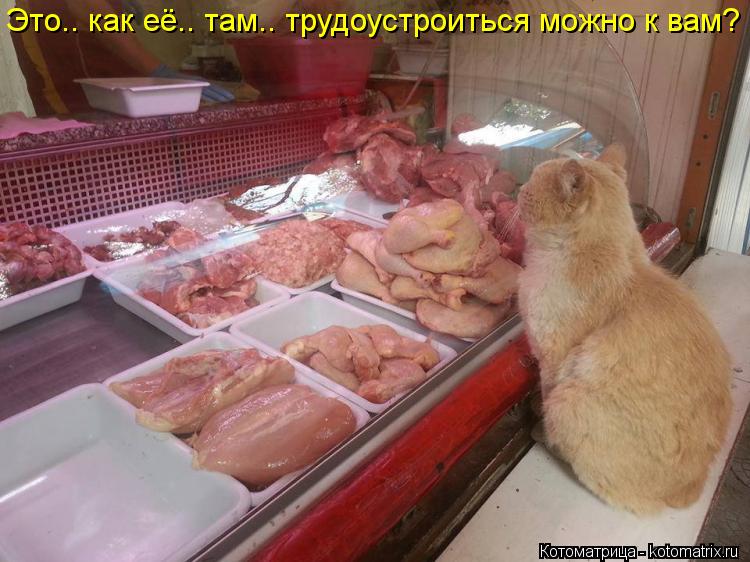 Это.. как её.. там.. трудоустроиться можно к вам?... Котоматрица: Это.. как её.. там.. трудоустроиться можно к вам?