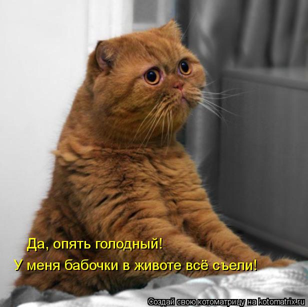 Да, опять голодный! У меня бабочки в животе всё съели!... Котоматрица: Да, опять голодный! У меня бабочки в животе всё съели!