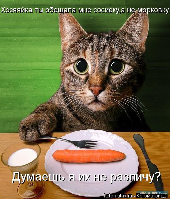 Хозяяйка ты обещала мне сосиску,а не морковку. Думаешь я их не различу?... Котоматрица: Хозяяйка ты обещала мне сосиску,а не морковку. Думаешь я их не различу?