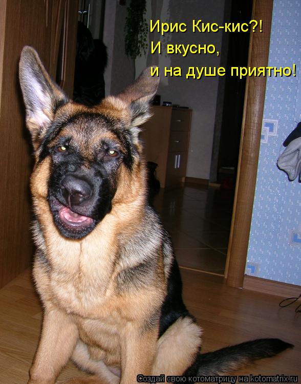 Ирис Кис-кис?! И вкусно, и на душе приятно!... Котоматрица: Ирис Кис-кис?! И вкусно, и на душе приятно!