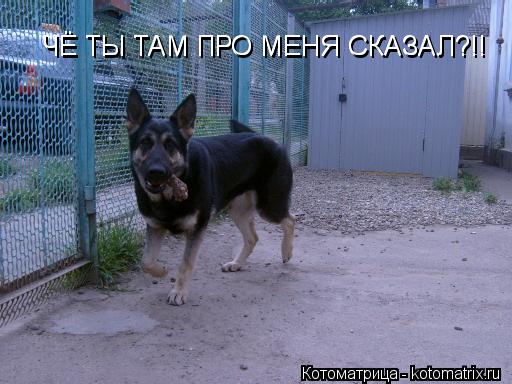 ЧЁ ТЫ ТАМ ПРО МЕНЯ СКАЗАЛ?!! ЧЁ ТЫ ТАМ ПРО МЕНЯ СКАЗАЛ?!!... Котоматрица: ЧЁ ТЫ ТАМ ПРО МЕНЯ СКАЗАЛ?!! ЧЁ ТЫ ТАМ ПРО МЕНЯ СКАЗАЛ?!!
