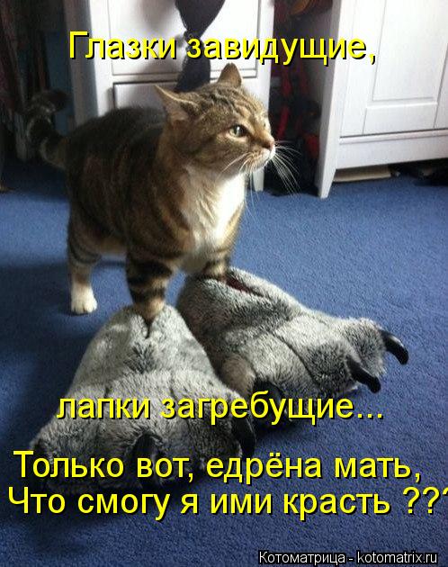 Глазки завидущие, лапки загребущие... Только вот, едрёна мать, Что смогу я ими красть ???... Котоматрица: Глазки завидущие, лапки загребущие... Только вот, едрёна мать, Что смогу я ими красть ???