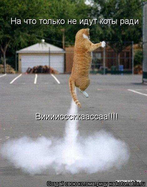 На что только не идут коты ради Виииисссккаассаа!!!!... Котоматрица: На что только не идут коты ради Виииисссккаассаа!!!!